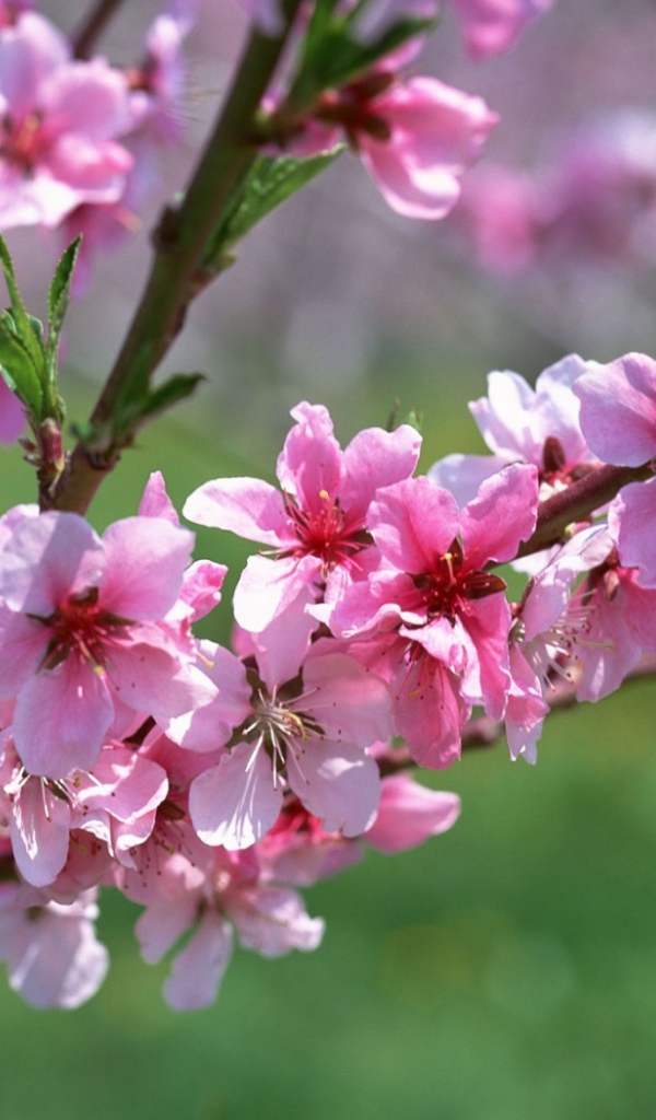 Весенняя ветвь