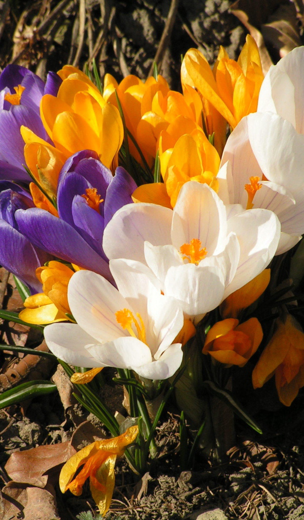 Весенний шафран (крокус)