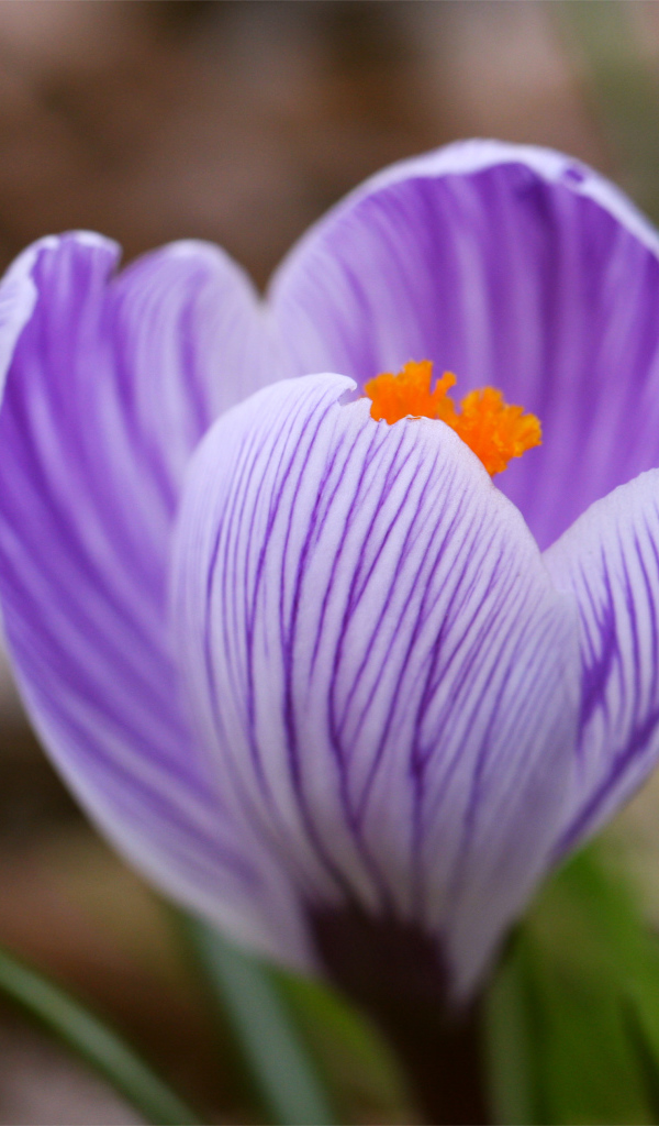 Весенний цветок крокус на газоне