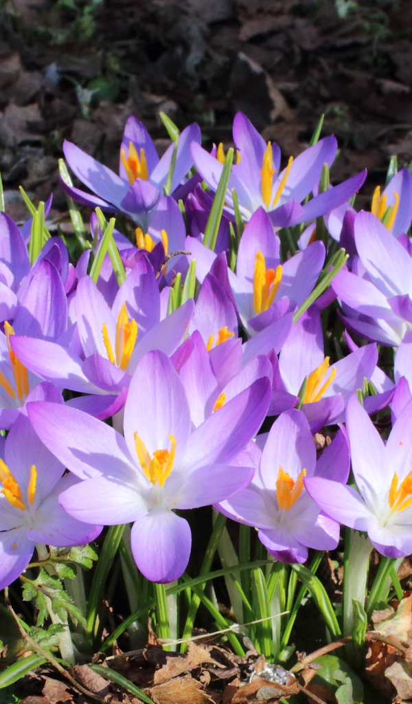 Весенние крокусы на поляне