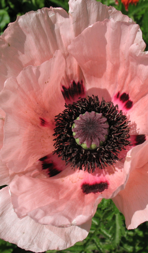 Весенний цветок мак