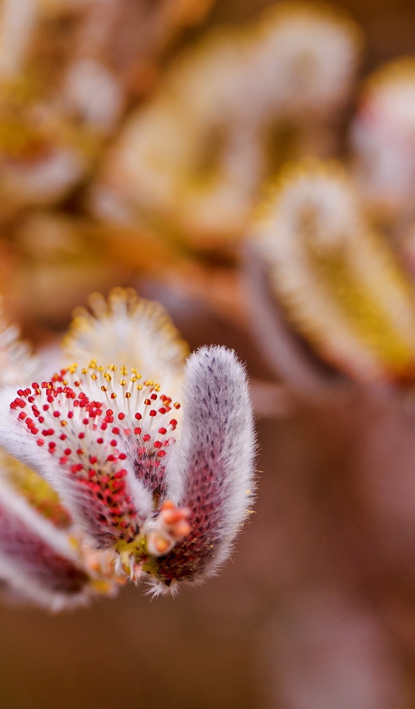 Весенние цветы