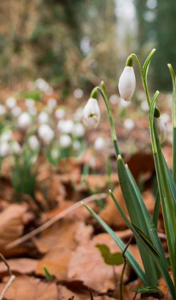 Весенние цветы