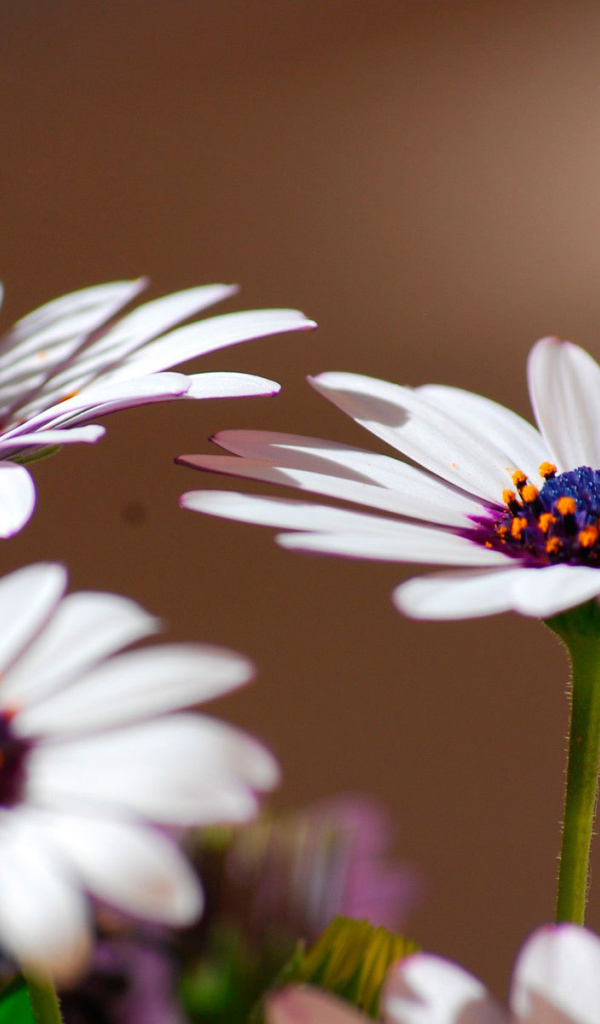 Весенние цветы маргаритки на поляне