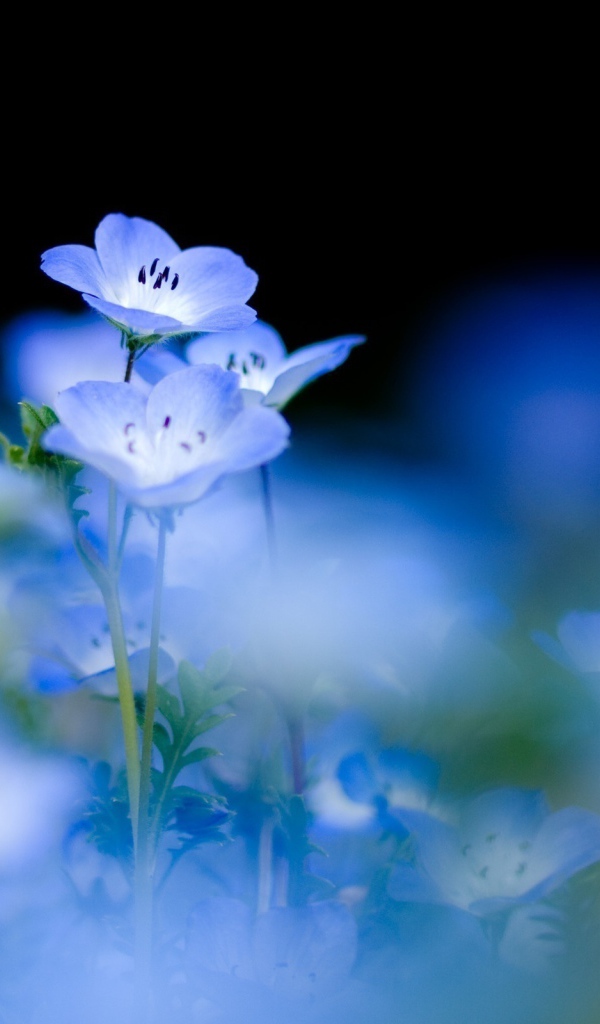 Весенние цветы незабудки