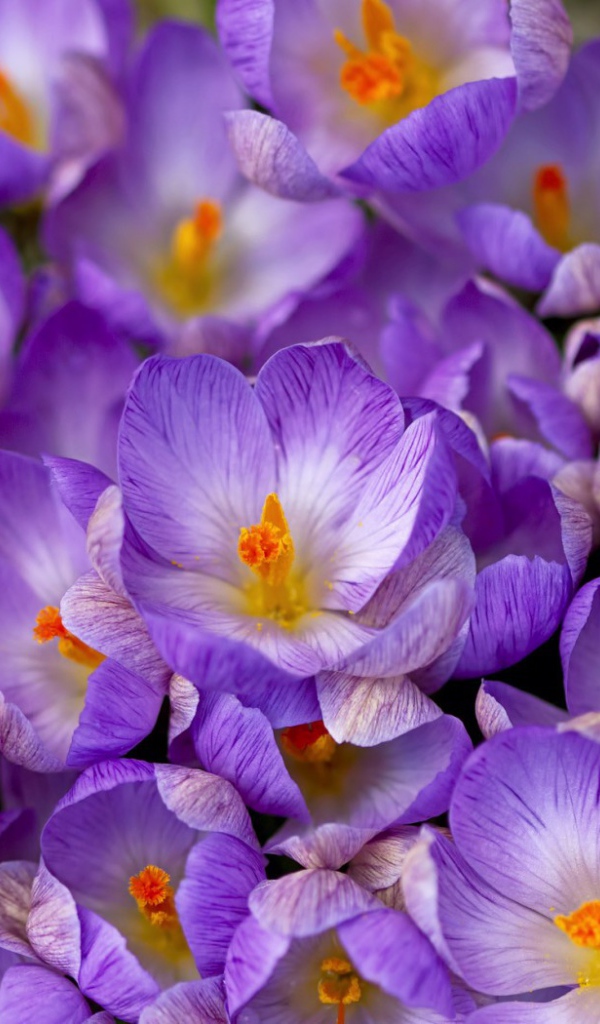 Весенние цветы шафран в саду