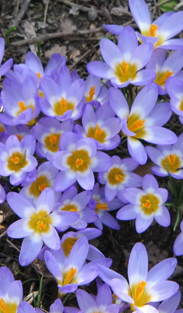 Весенние цветы шафран на поляне