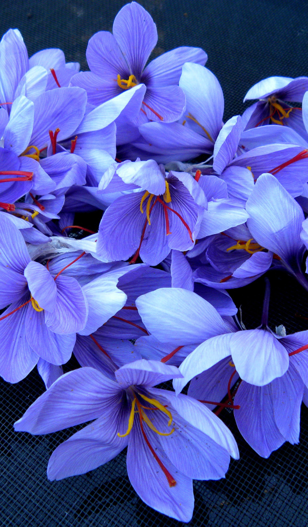 Весенние цветы шафран 