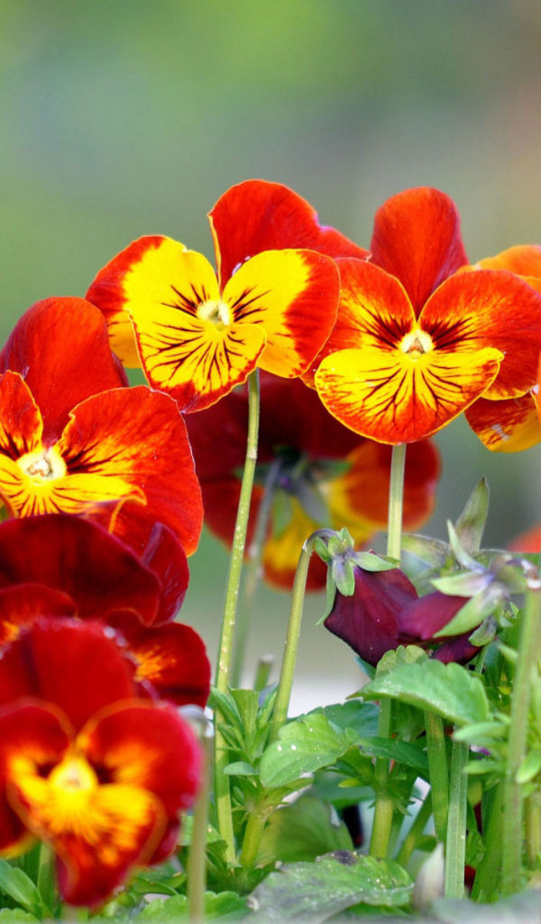 Весенние цветы виола (фиалка,анютины глазки) в парке