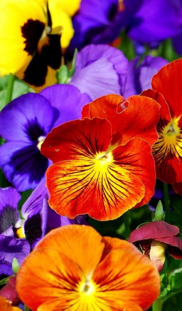 Весенние анютины глазки расцвели на поляне