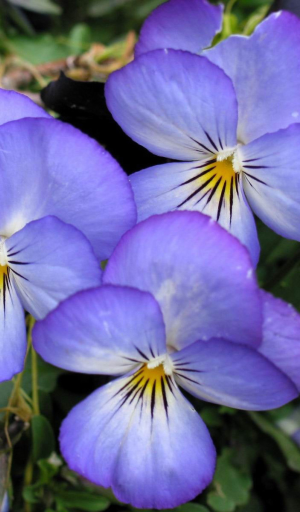 Весенние анютины глазки в саду