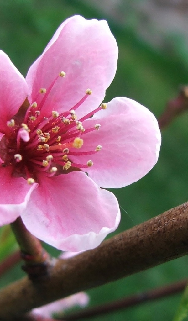 Весенний розовый цветок