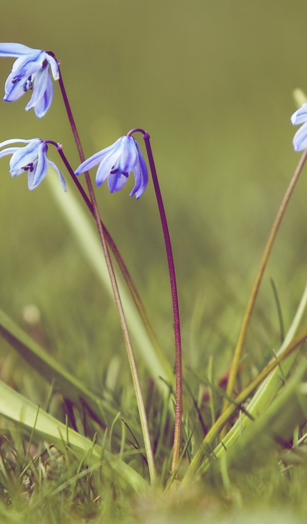 Весенние подснежники на поляне