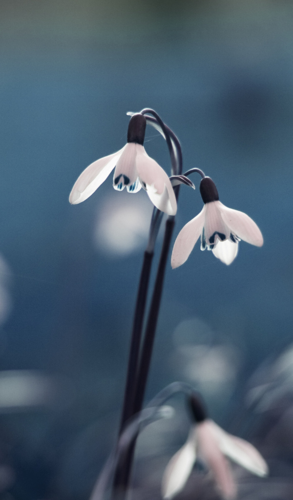 Весенние подснежники в лесу