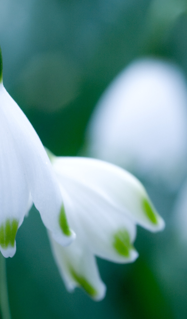 Весенние подснежники в саду