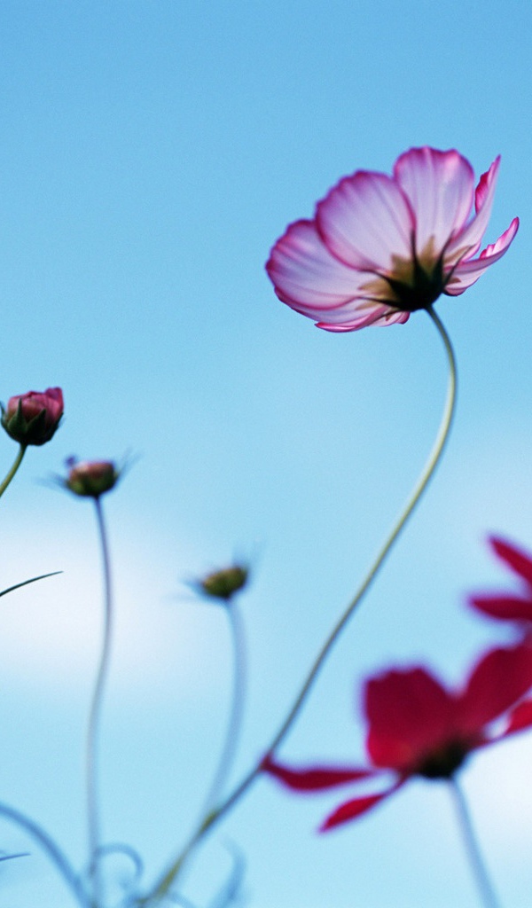 Необычная ромашка