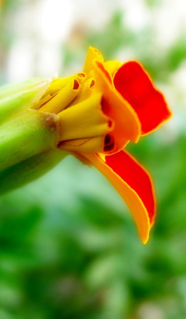 Странные цветы