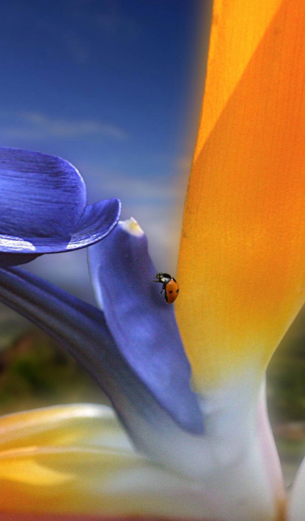 Необычный цветок