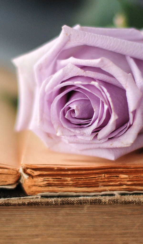 Строгая роза на книге