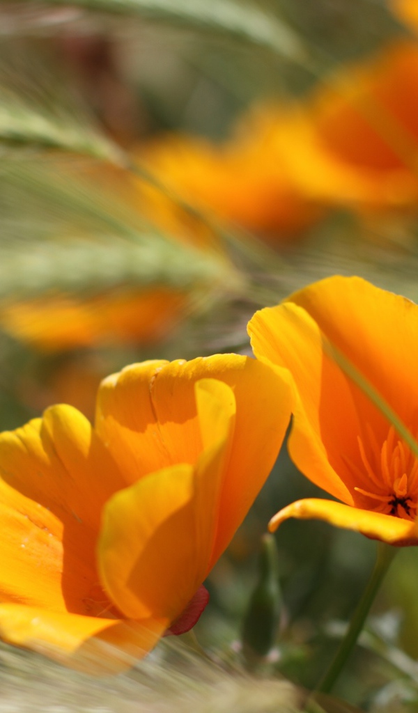 Летние цветы