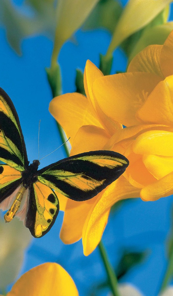 Летний визитер 