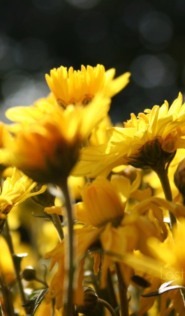 Цветы подсолнуха