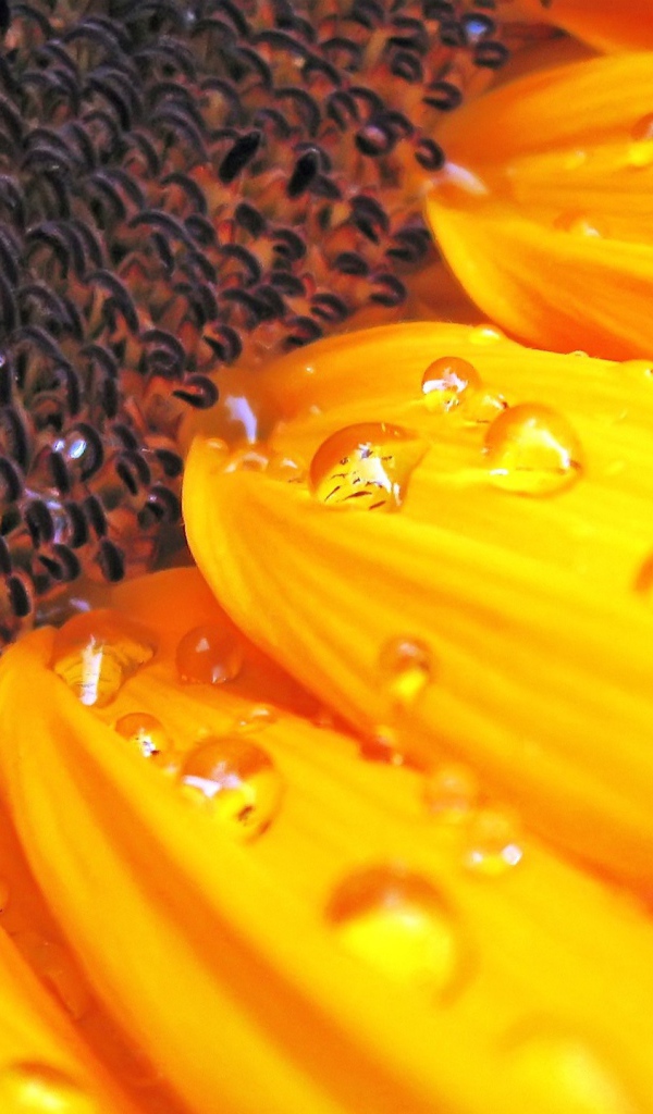 Цветок солнца