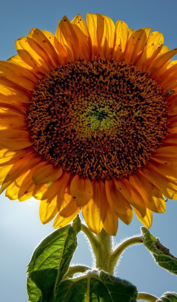 Подсолнух цветок с семечками