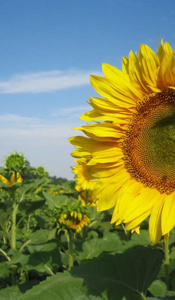 Подсолнух в поле