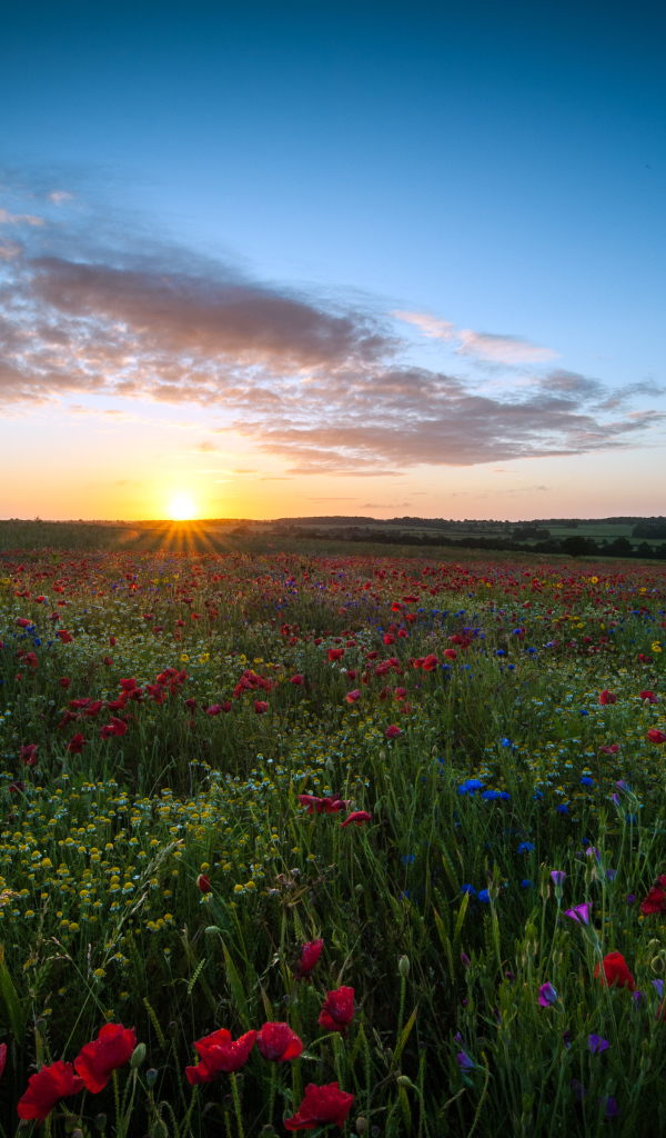 Восход солнца над маковым полем