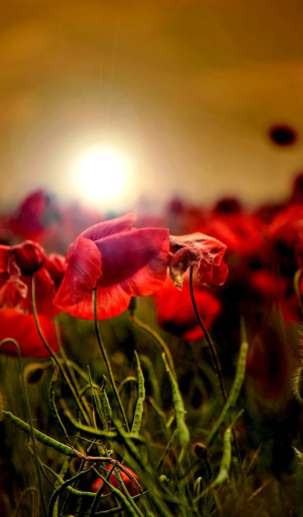 Закат на маковом поле