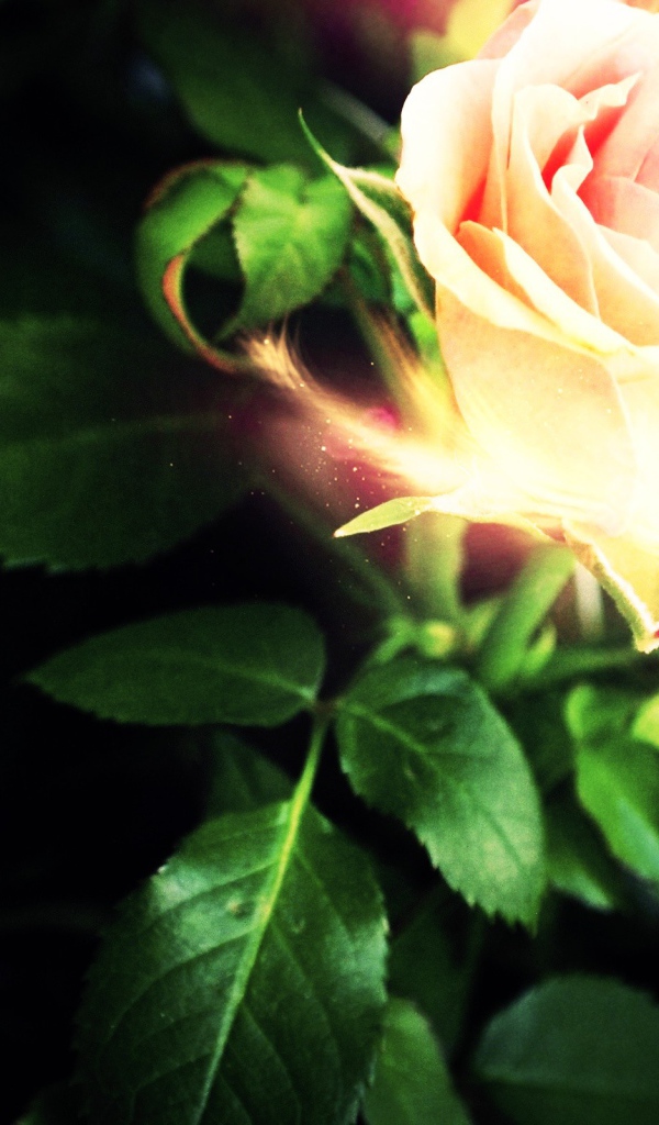 Светящеяся роза