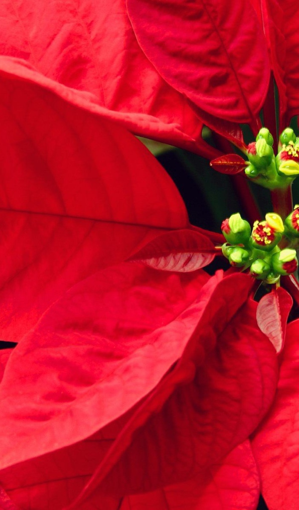 Куст с красными листьями