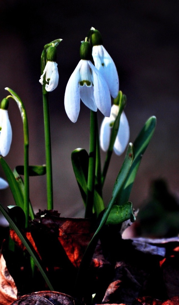 Первые цветы подснежники