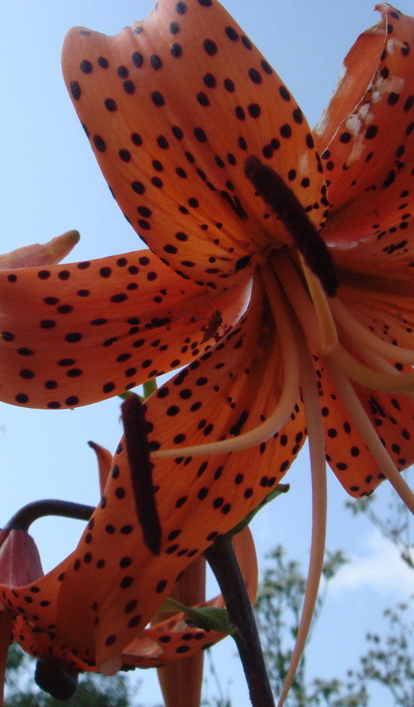 Цветок на фоне неба