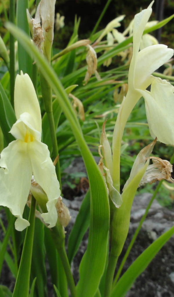 В саду красивый цветок роскоя