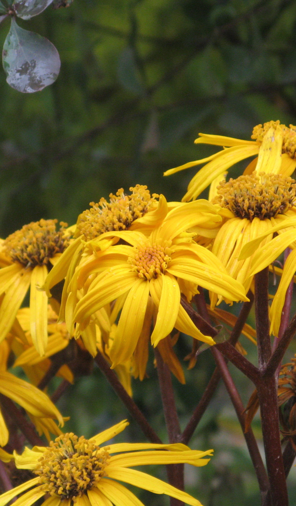 В саду красивое растение бузульник