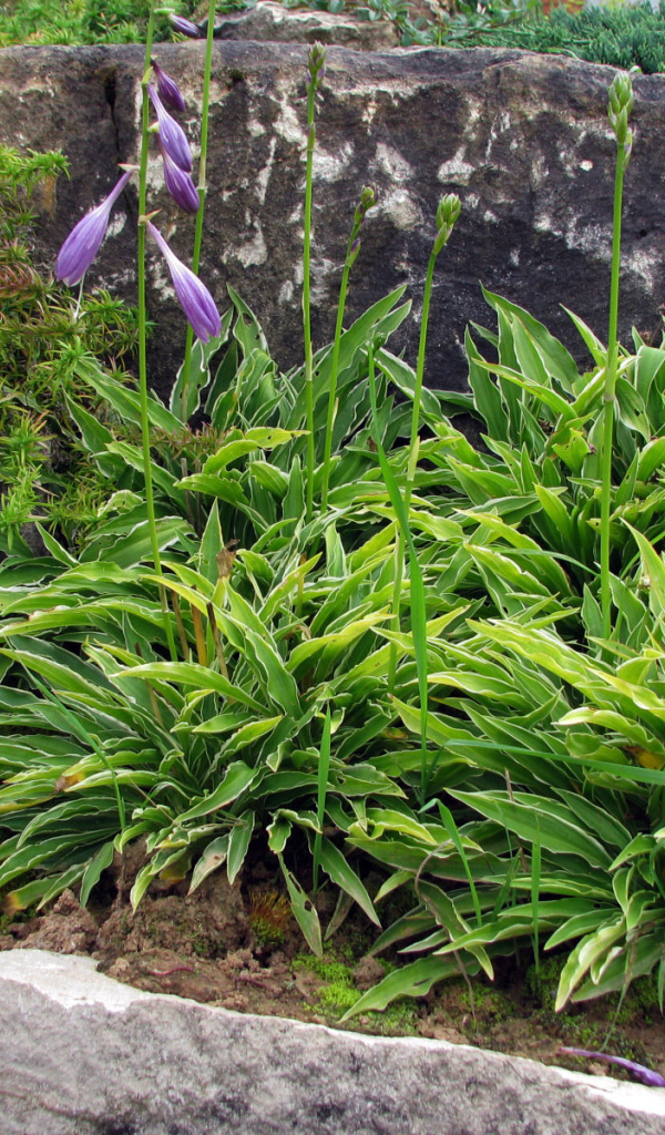 В саду красивое растение хоста