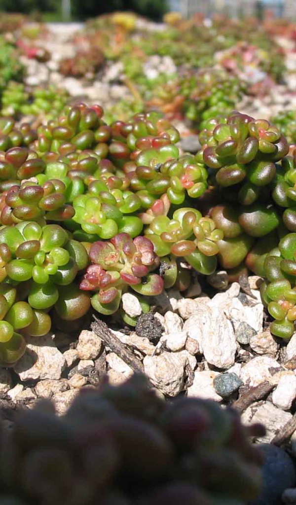 В саду красивое растение седум