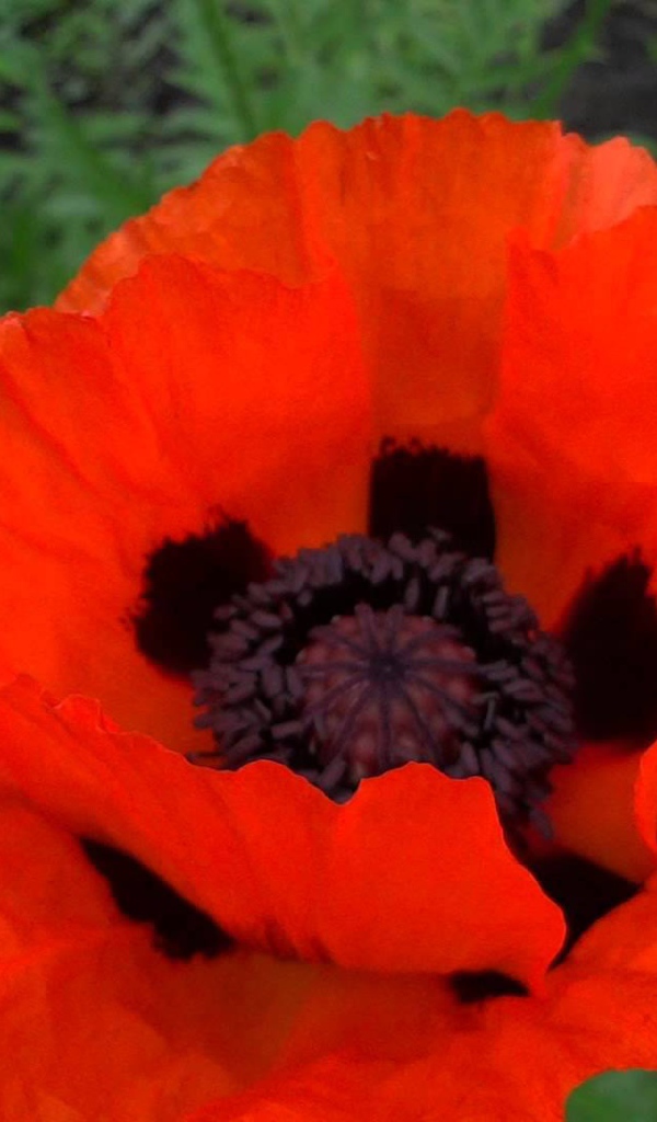 В саду красивый цветок мак