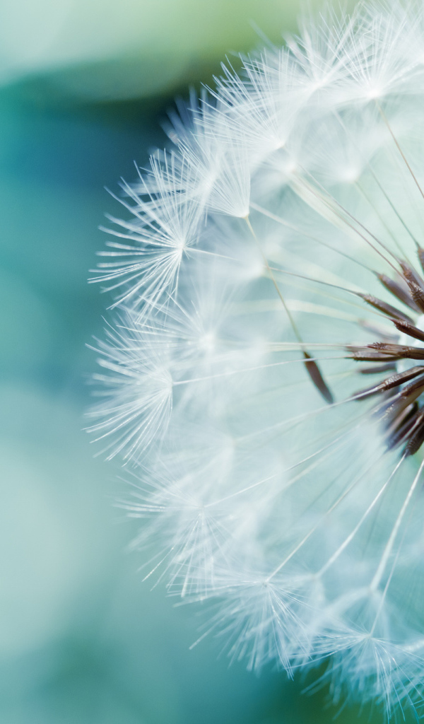 В саду красивый козлобородник (большой одуванчик) 