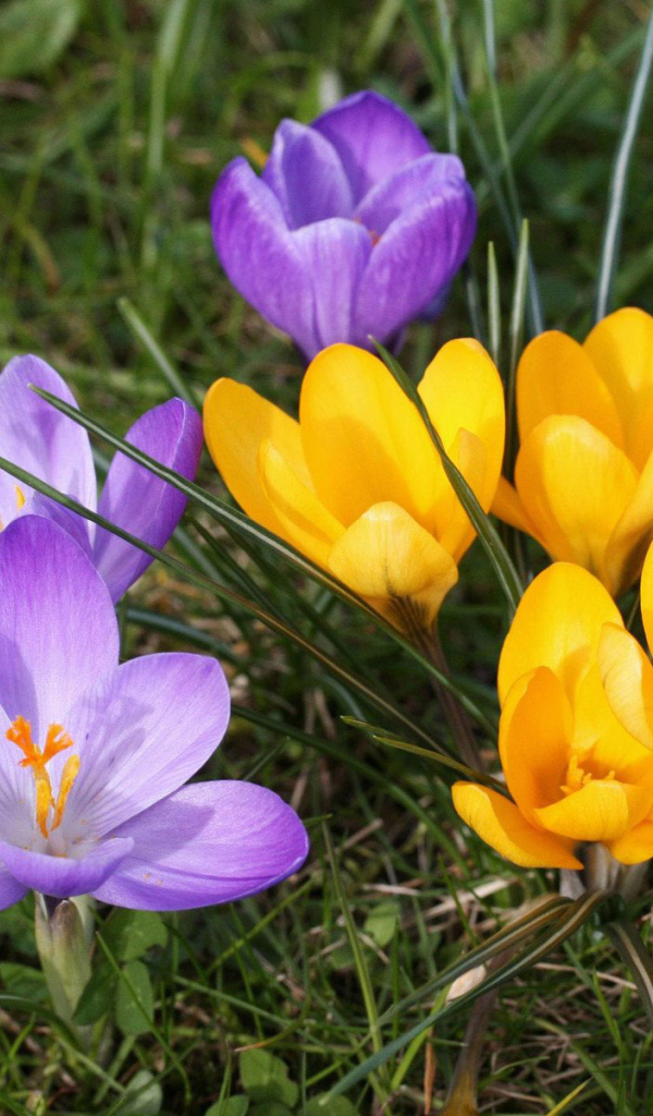 В парке цветы крокусы