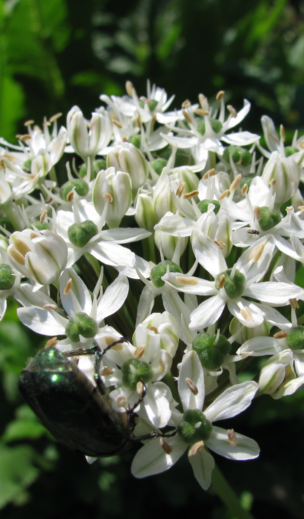 В парке красивые цветы нектароскордум 