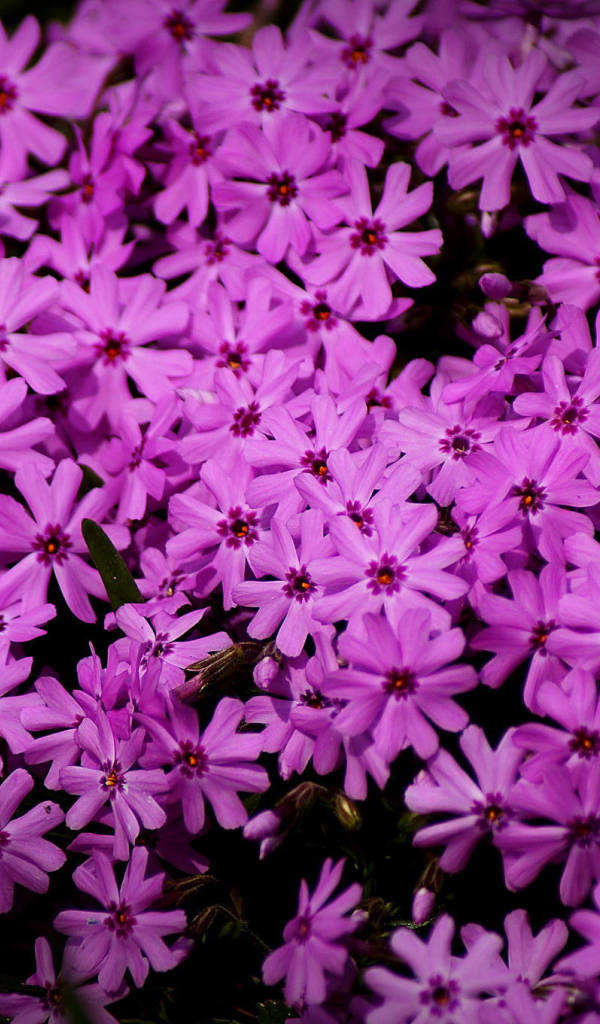 В парке красивые цветы флокс