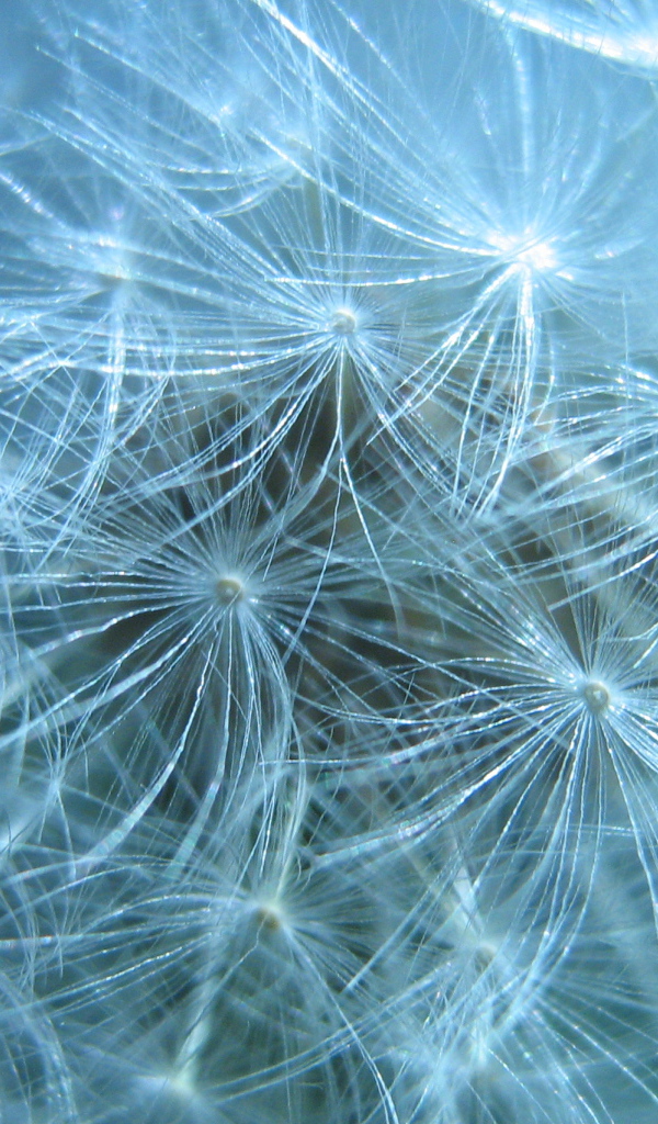 В парке красивый козлобородник (большой одуванчик) 