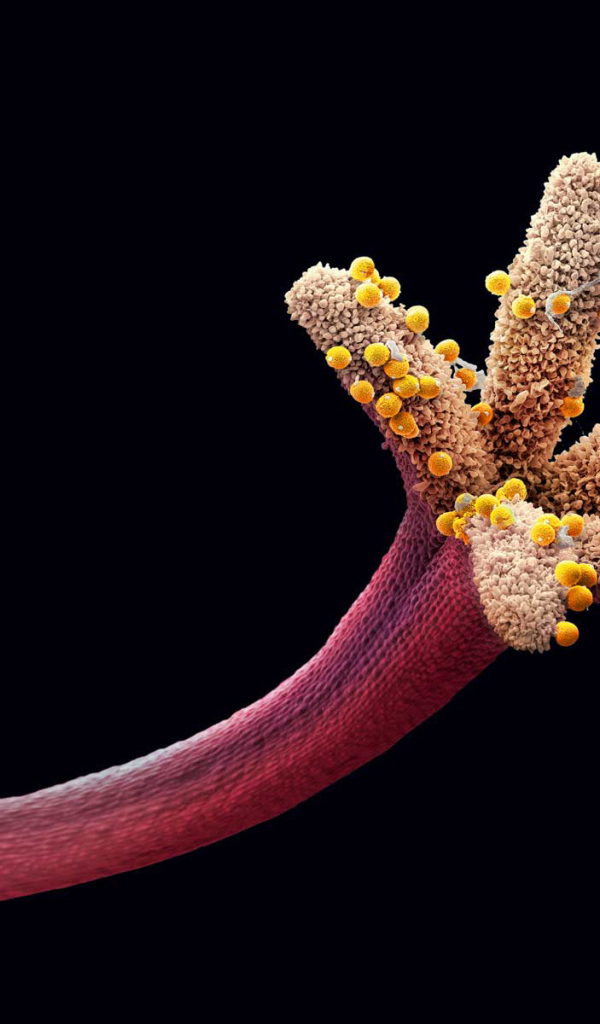 Пестик цветка с пыльцой