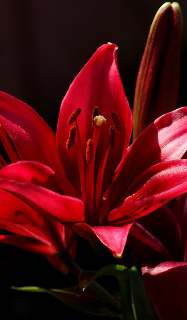 Красный цветок на черном фоне