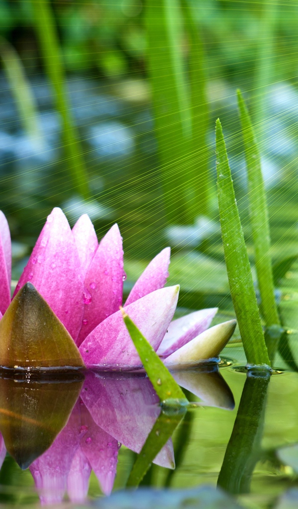 Отражение водяной лилии