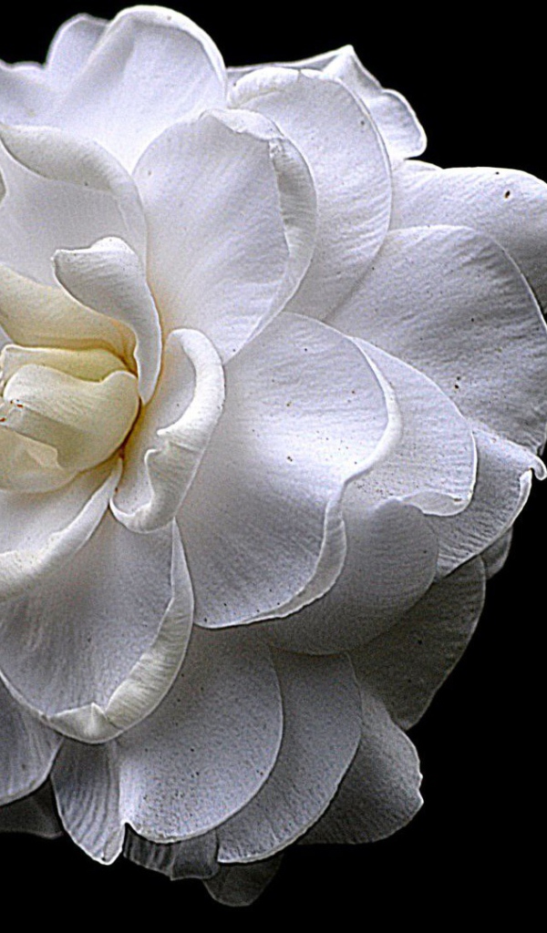 Белый цветок на черном фоне