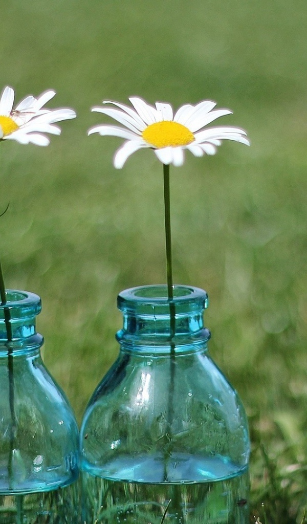 Tри ромашки в бутылках